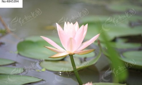 半边莲的功效主治归经网 - 半边莲半枝莲白花蛇舌草的功效是什么,半边莲的功效与作用是什么