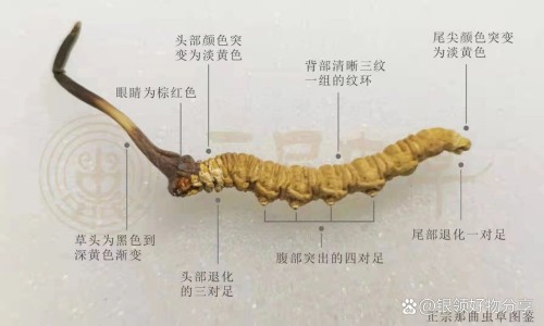 半边莲草药主治功效-半边莲的功效主治归经网 - 半边莲半枝莲白花蛇舌草的功效是什么,半边莲的功效与作用是什么