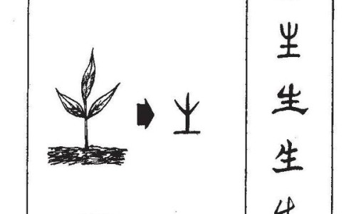 半边莲的功效与作用图片-半边莲的功效主治归经网 - 半边莲半枝莲白花蛇舌草的功效是什么,半边莲的功效与作用是什么