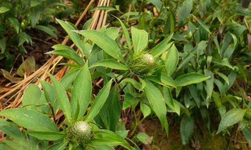 半边莲的功效主治归经网 - 半边莲半枝莲白花蛇舌草的功效是什么,半边莲的功效与作用是什么